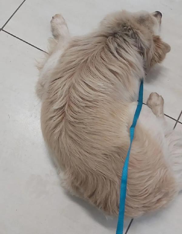 2anni kg12 sbattuto fuori casa dai padroni! Reggio Calabria  Foto 3